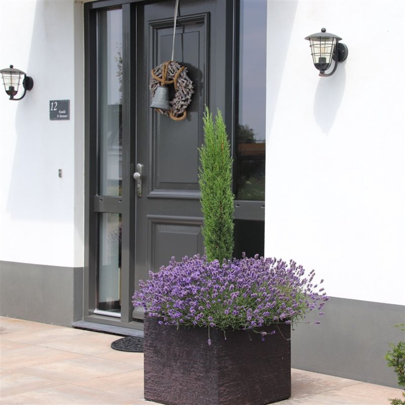 Cupressus semp. 'Totem' - C3 30-40 CM